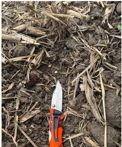 Soybeans in dry dirt planting insight