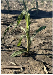 Wind injury planting insight