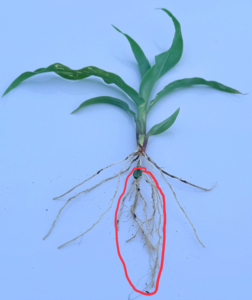 seminal developing roots