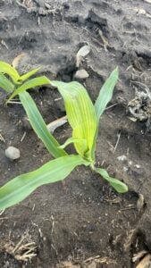 Sulfur deficient corn plant. Nutrients and Damage