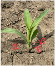 Corn V3 Stage Plant