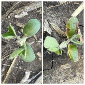 Saltro seed treatment vs. Llevo