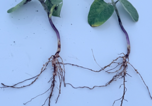 soybean nodules