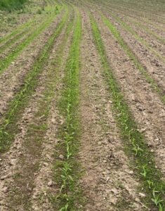 weeds in corn rows