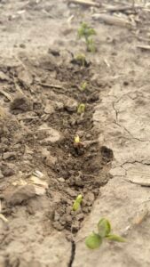 soybean emergence