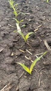cool weather impact on corn