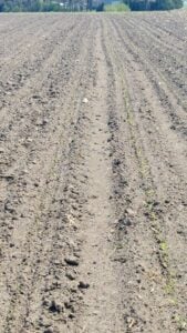 Corn Emergence