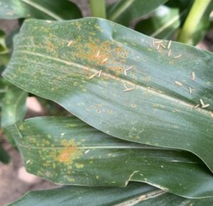 Southern Rust