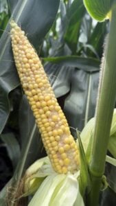 Gaps in pollination of lower kernels