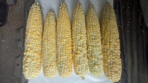 All pollinated but at different times