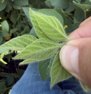A few aphids on the top leaves