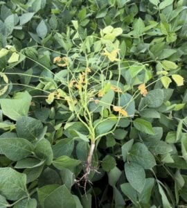 Rhizoctonia